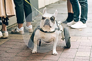 Disabled paralysed french bulldog walking in wheelchair. Dog with disabilities on a walk in wheel cart photo