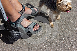 disabled person with little dog and motor wheel chair