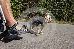 disabled person with little dog and motor wheel chair