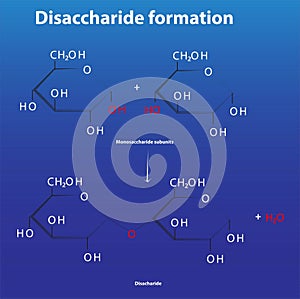 Disaccharide formation from monosaccharide subunits
