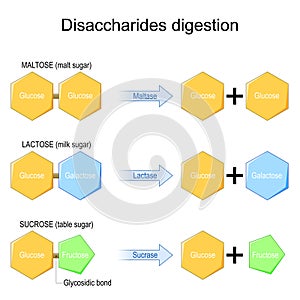Disaccharides digestion. Enzymes effect on disaccharides molecules photo