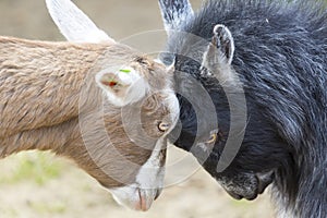 Disagreement: Goats Butting Heads. photo