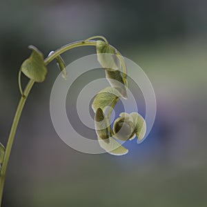 The disappearance of wild fern growing in nature.