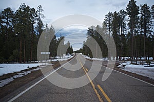 Disappearing Forest Road - Arizona