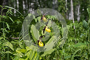 The disappearing kind of yellow orchids grandiflora Lady`s Slipper Cypripedium calceolus in a birch grove.