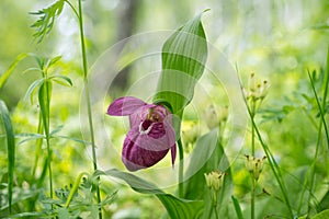 Disappearing view of wild orchid grandiflora Lady`s Slipper Cypripedium macranthos in a green forest grass on a sunny day.