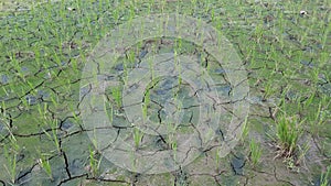 Disaster drought water that hit the area of rice with the rice plant