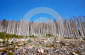 Disastrous dying trees in the woods. Through climate change, drought and bark beetles. Dynamics through motion blur