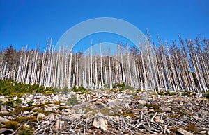 Disastrous dying trees in the woods. Through climate change, drought and bark beetles. Dynamics through motion blur photo