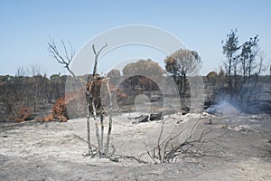 Disastrous effects of an arson and of Its dousing in a forest