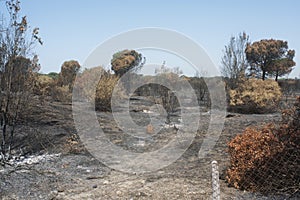 Disastrous effects of an arson and of Its dousing in a forest