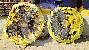 Disc Florets of Sunflower with Uncountable Edible Seeds for Sale in Local Market