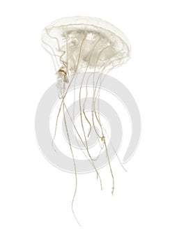 Disc jellyfish, Sanderia malayensis