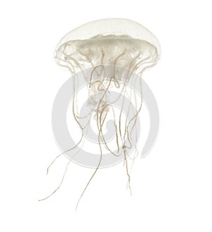 Disc jellyfish, Sanderia malayensis