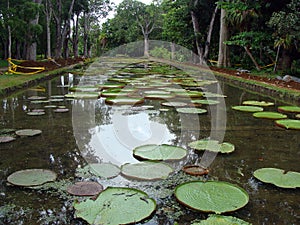 Disc Lotus Pond