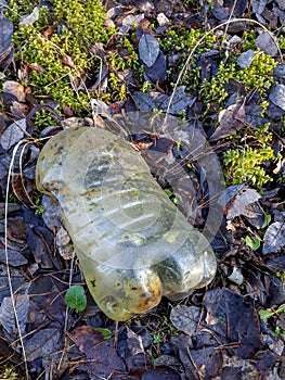 Discarded and abandoned plastic bottle overgrown with green moss on the autumn forest ground with leaves and moss