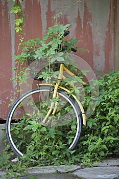 A discarded bike