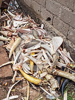 Discarded bones, horns and antlers piled up in the corner of an local market in Cameroon, Africa