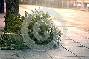 Discarded christmas tree after the Holiday on the sidewalk.