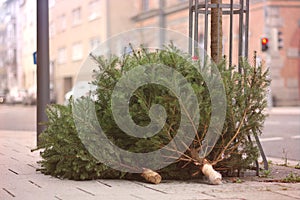 Discarded christmas trees after the Holiday.