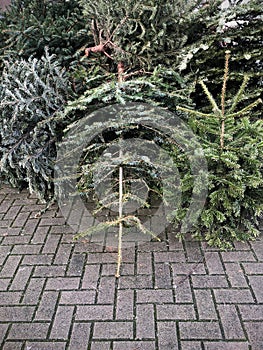 Discarded christmas trees piled on pavement for garbage removal