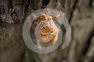 Discarded cicada shell left empty on tree bark, in Pennsylvania, PA, USA