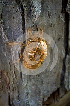 Discarded cicada shell left empty on tree bark, in Pennsylvania, PA, USA