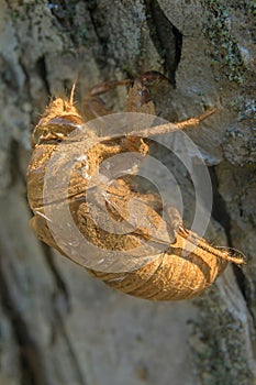 Discarded cicada shell left empty on tree bark, in Pennsylvania, PA, USA