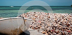 Discarded Conch Shells on the Boat Ramp