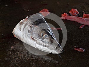 Discarded Fish Head