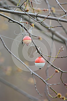 Discarded Fishing Line In Tree