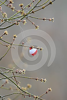 Discarded Fishing Line In Tree