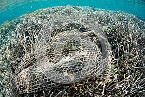 Discarded Fishing Net Destroying Coral