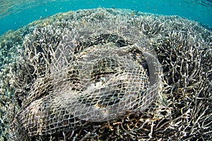 Discarded Fishing Net Destroying Coral photo