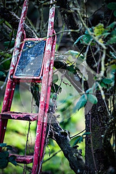 Discarded fruit pickers steps photo