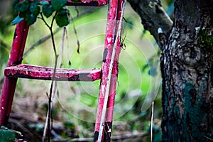 Discarded fruit pickers steps photo