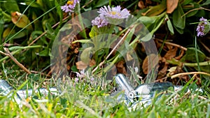 Discarded laughing gas canisters / cream chargers in the grass: metal vials containing nitrous oxide gas, used as a legal high