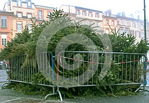 The discarded live Christmas trees