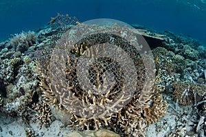 Discarded Net on Coral in Raja Ampat, Indonesia