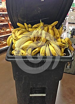 Discarded Old Bananas in trash bin at Grocery Stor