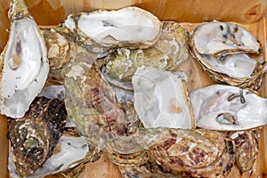 Discarded Oyster Shells