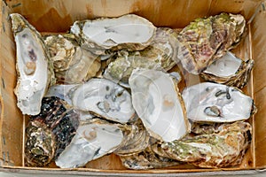 Discarded Oysters Shells