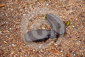 Discarded Pair Of Old Rubber Thongs