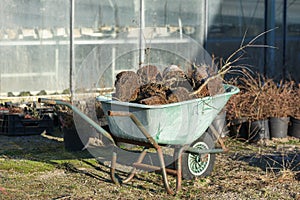 Discarded plants