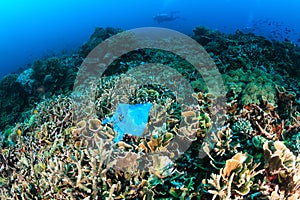 Discarded plastic bag on a coral reef