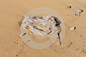 Discarded plastic bag by wave at sandy beach shore