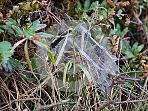 Discarded plastic food packaging in a hedgerow in Anglesey, North Wales, UK