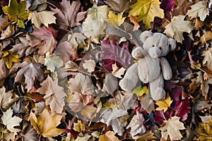 discarded plush bear on a pile of autumn leaves