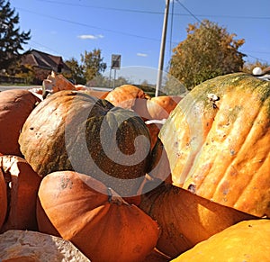discarded pumpkins after Halloween
