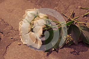 Discarded Roses